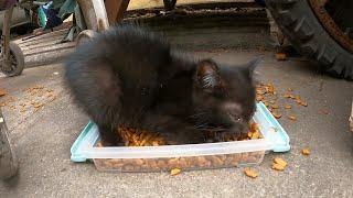 Little kitten so hungry, he fight other kitten come to eat his food