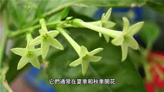 夜之花：讓你驚艷的夜間開花植物