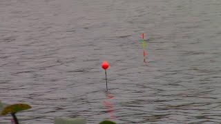 River fishing hit a giant school of fish