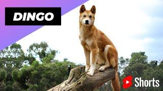 Dingo  One Of The Cute and Dangerous Animals In The World #shorts