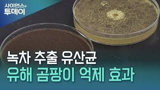 녹차에서 분리한 유산균으로 햄 유해 곰팡이 잡는다 / YTN 사이언스