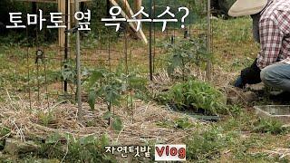 [May-3] If you look closely, you can see where to plant!!! / Sowing, planting seedlings...busy May