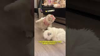 【#薄荷猫猫甜不甜】:我不管!全赖你!! #治愈系猫咪 #我和我的猫 #薄荷猫猫