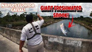 I Caught a GIANT Freshwater Snook While Peacock Bass Fishing a Canal in Naples Florida!