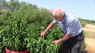 Wicking Tub Garden, Ep 175