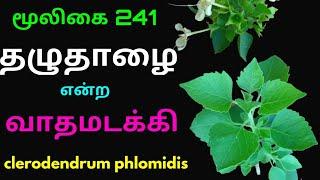 தழுதாழை|தழுதாலை வாதமடக்கி|Thaluthazhai|Clerodendrum phlomidis|அலசல்|Alasal