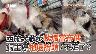 西施犬軟爛躺主人懷中️停下還抬頭：不走了？