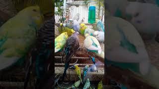 This Amazon bird toy is SO COOL#birds#parrot #birdslover #budgis #lovebirds #budgiegar #cute #health