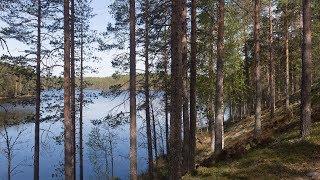 Kielinuppu ARKISTO - Suomalainen metsä