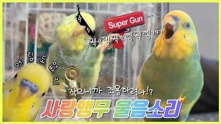 [사랑앵무 소음] 사랑앵무 소리 얼마나 클까? / 사랑앵무 입양 전 봐야할 영상 / Budgie sounds