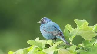 Sonidos para atraer aves