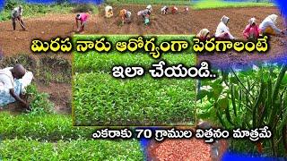 మిరప నారుమళ్ల పెంపకంలో మెళకువలు || Chilli Nursery Management for Improving the Yield -Karshaka Mitra