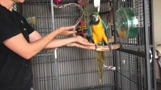 Aggressive Parrots: Teaching a macaw to step up Part 1