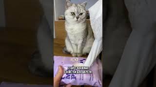 Самый быстрый и простой способ помыть кота #кот #коты