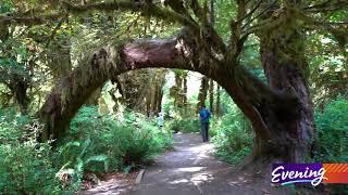 Hoh Rainforest at Olympic National Park, WA