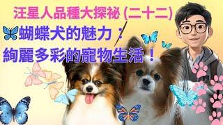 汪星人品種大探祕 (二十三)蝴蝶犬的魅力：絢麗多彩的寵物生活！