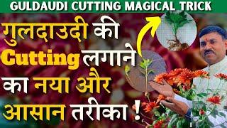 गुलदाउदी की Cutting लगाने का नया और आसान तरीका || Guldaudi Cutting magical Trick || A-Z TIPS