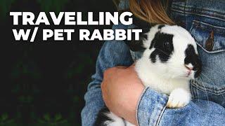 Traveling with Your Rabbit? Don't Miss These Essential Tips!