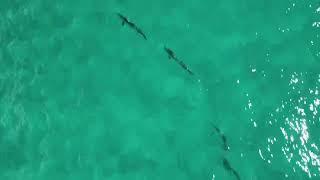 Drone View “Beach Tarpon Fishing Charters” in Delray Beach, FL