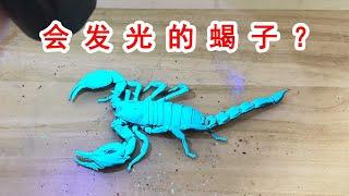 Is it a genetic mutation? It's a glowing scorpion! Fantastic! 【Correct Idea Lab】