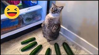 Funniest Cats  - Silliest Creature on Earth  - Funny Cats Videos 2023