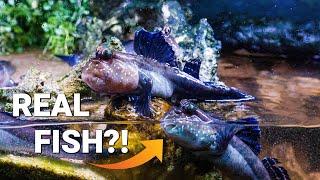 Watch BEFORE Buying Mudskippers [Viewer Questions Answered]