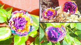 DIY: How to make very easy paper flowers decoration at home | Room Decorations | NK Crafts