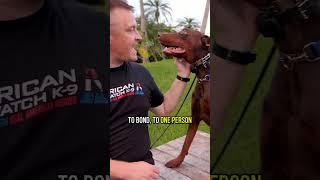 3 Reasons Why YOU Should Get a Doberman