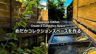 めだかのコレクションスペースをすべて手作りする/DIY/メダカ/Japanese killifish/vlog/