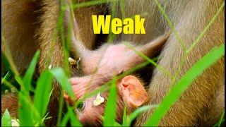 Really weak newborn monkey, Premature newborn monkey grow up very slow, Fresh Newborn Monkey 1545