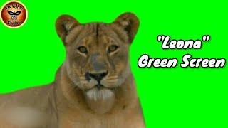 Lioness Green Screen - TheWolfdo Studios