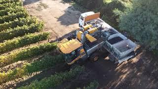 Pellenc harvesting Buena Vista Cabernet Sauvignon Block 13