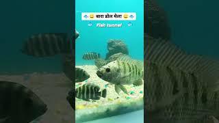 Baran Dol Mela | Fish Tunnel | Baran | #View_of_rj28