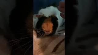 Another stretch… YAWN! and purrrrrrr by Clemmy the Guinea Pig