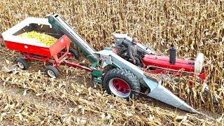 Picking Corn and Grinding Feed On A Dairy Farm! Harvest 2024!