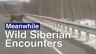 Driver Encounters Endangered Tiger in Siberia | The Moscow Times