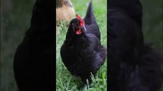 HOW MANY EGGS? | May 21, 2024 #backyardchickens
