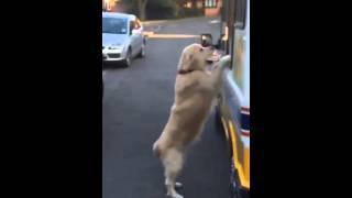 Zack the Golden Retriever and the ice cream man - Jukin Media Verified (original)