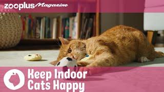 Caring for cats: How to keep indoor cats happy | zooplus.co.uk