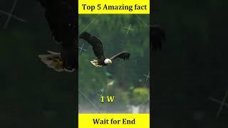 Top 5Amazing fact  #facts #5amazing #amazingfact #new #factsinhindi #viral #trending #easyfacts