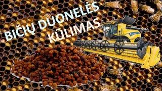 BIČIŲ DUONELĖS KŪLIMAS NAMŲ SALYGOMIS