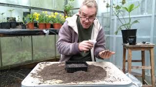 How to grow calendula (pot marigolds) from seed