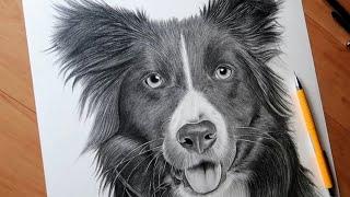 Drawing Realistic Dog | Timelapse 