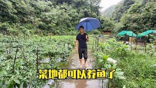 连续的强降雨，好多的房子和农田被淹，雨锅家的菜地也变成了鱼塘