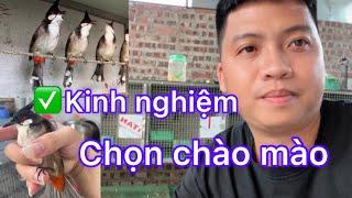 Kinh nghiệm chọn chào mào bổi tố chất . Đảm bảo bõ công nuôi dưỡng 