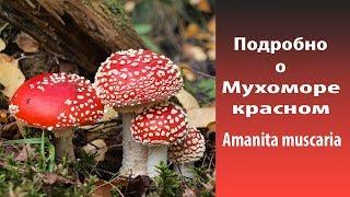 Подробно о Мухоморе красном - Amanita muscaria.