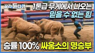 승률 100% 싸움소의 명승부!┃무려 1톤이나 되는 무게로 진검승부를 벌이는 청도 소힘겨루기 현장┃묵묵히 싸움소와 함께 발로 뛰는 극한의 조련사들┃극한직업┃#골라듄다큐