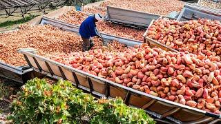 Macadamia, Cashew, Pistachios Harvesting - How Farmers Harvest Millions Tons Of Nuts - Nuts Factory