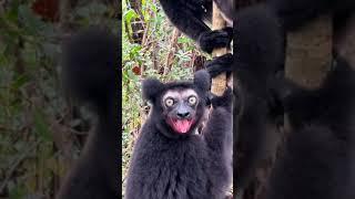 Black lemur screaming 