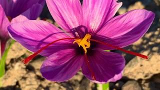 2019 Saffron Harvest